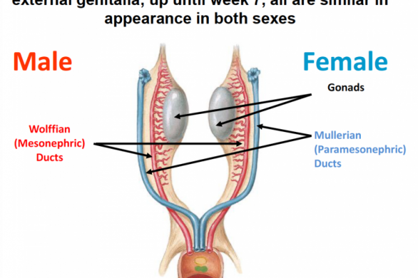 تعريف الغدد التناسلية