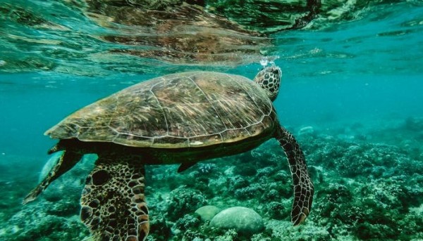 كيف تتنفس السلحفاة