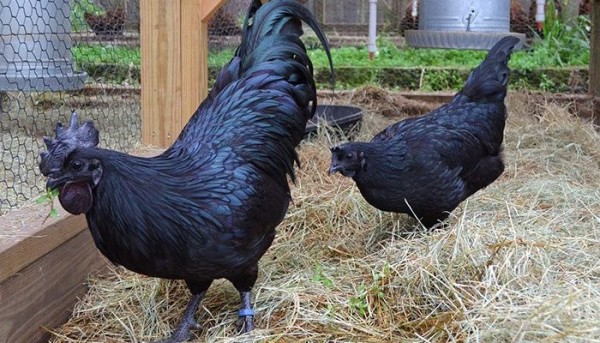 معلومات عن الدجاج الأسود