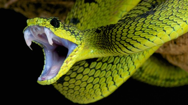 كيف يعمل سم الثعابين