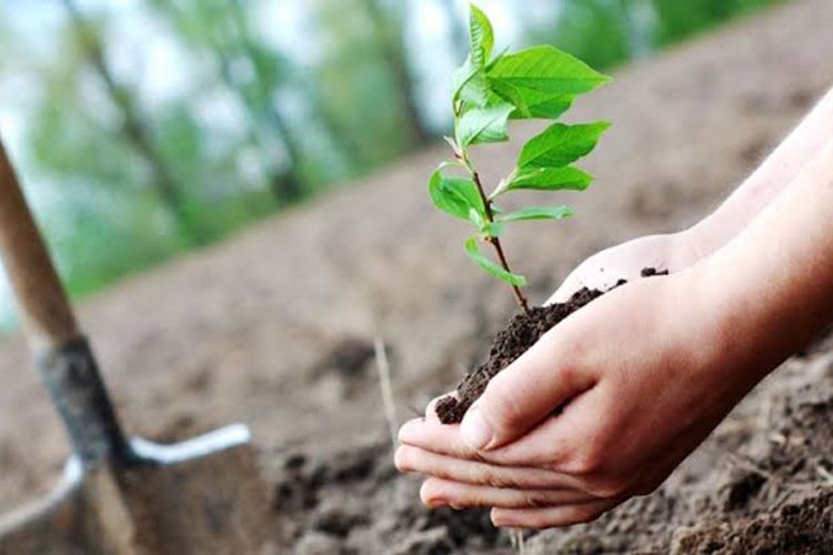 التكيف مع تغير المناخ في النباتات