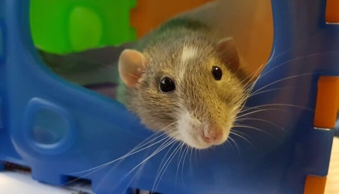 الفرق بين الجرذ والفأر