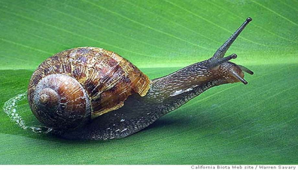 كم من الوقت تعيش قواقع الحدائق