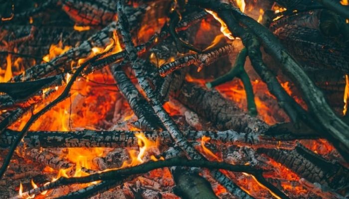 كيف تشعل الحدأة السوداء الحرائق في الغابات