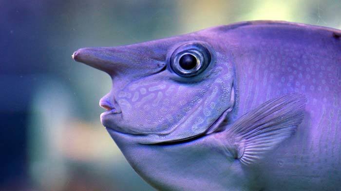 كيف تنام الأسماك