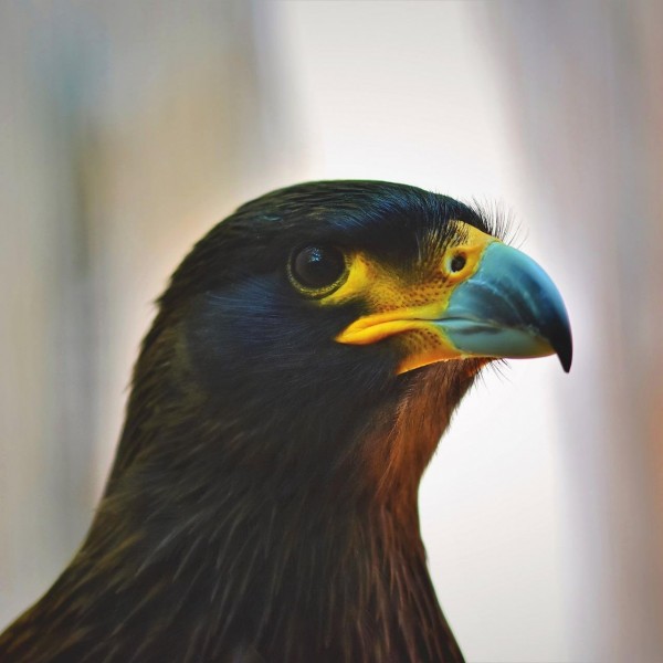 قصة طير حوران