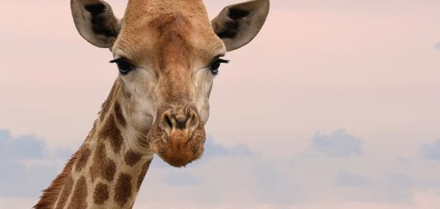 كم تنام الزرافة