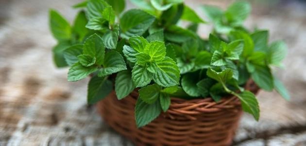 فوائد النعناع الأخضر للبشرة