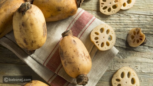 فوائد جذور اللوتس واستخداماتها المتعددة