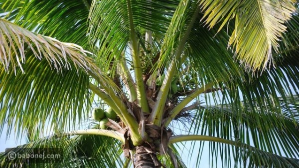 فوائد جذور النخيل للصحة والجمال