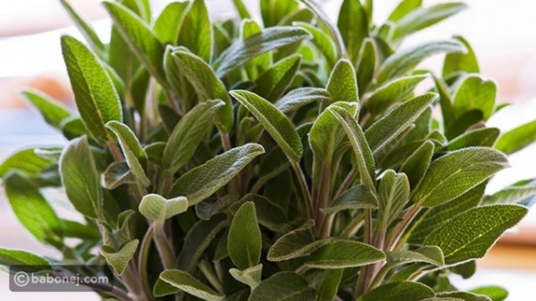 فوائد الميرمية للجسم والجمال