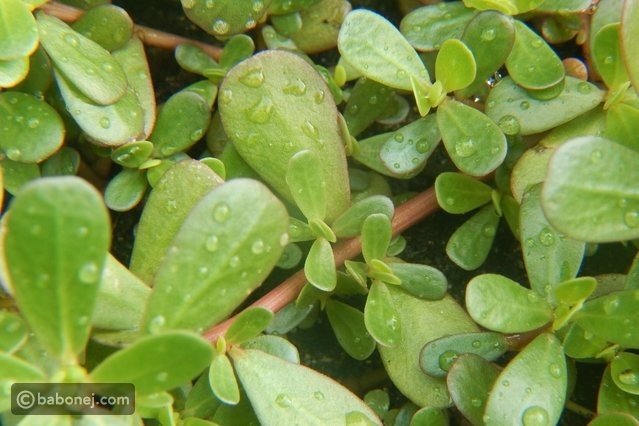 فوائد بذور الرجلة واستخداماتها