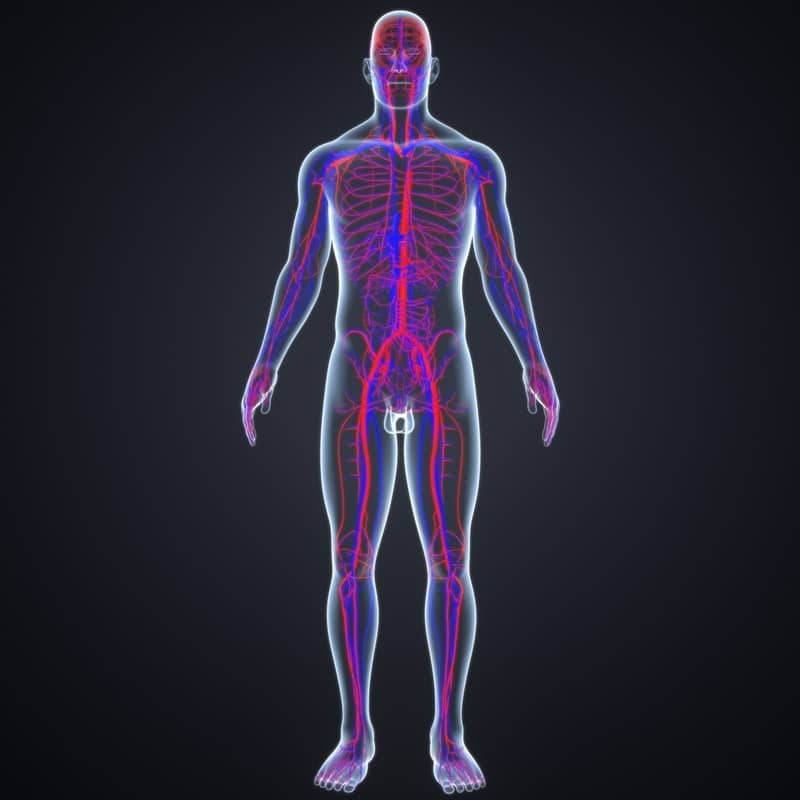 الفرق بين الشريان والوريد بمقارنة شاملة