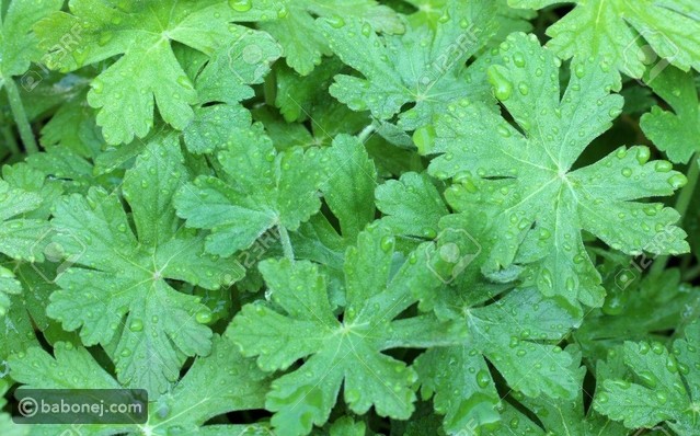 فوائد عشبة العطرة الصحية والجمالية