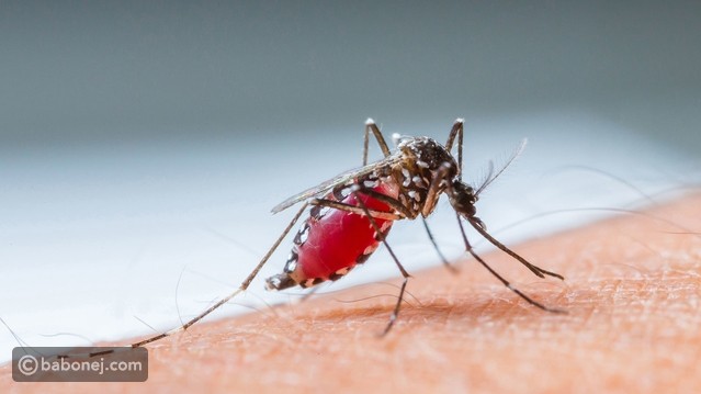 علاج قرصة الناموس طبيعياً وفي المنزل