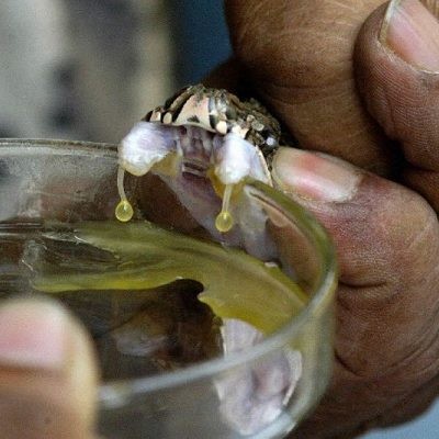 ما هي استخدامات سم الأفاعي و سم العقارب