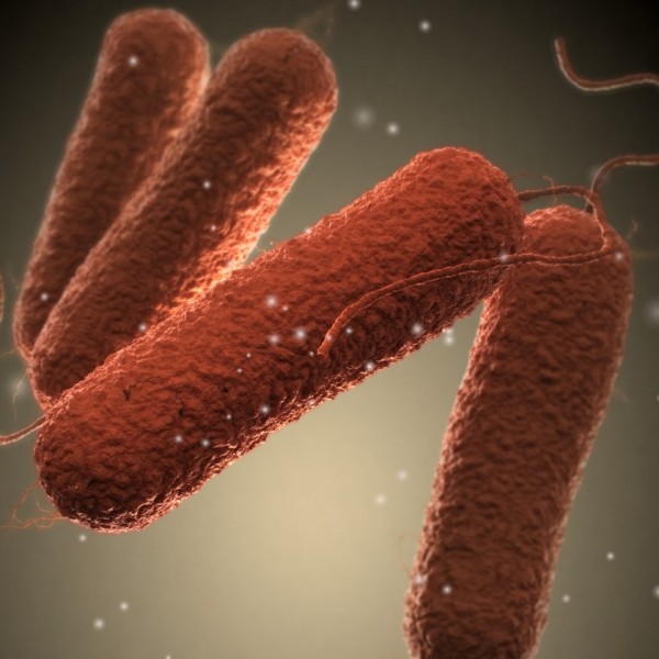 البكتيريا اللاهوائية