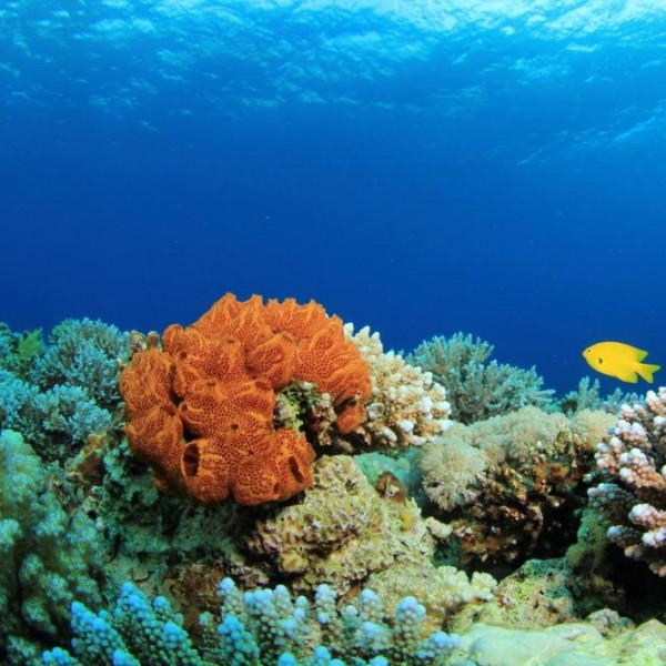 كيفية تكون الشعاب المرجانية