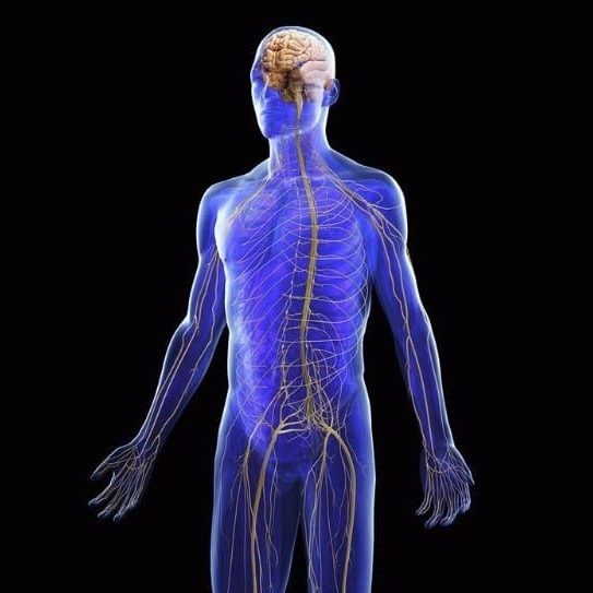 الجهاز العصبي ومكوناته