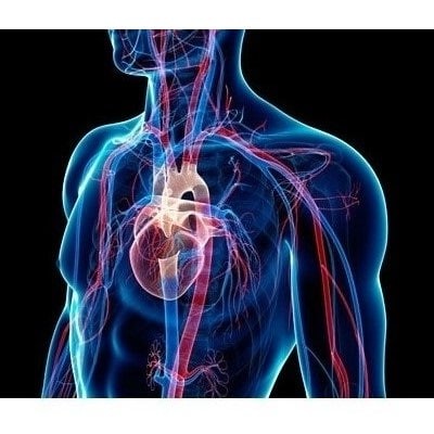 الدورة الدموية الكبرى والصغرى