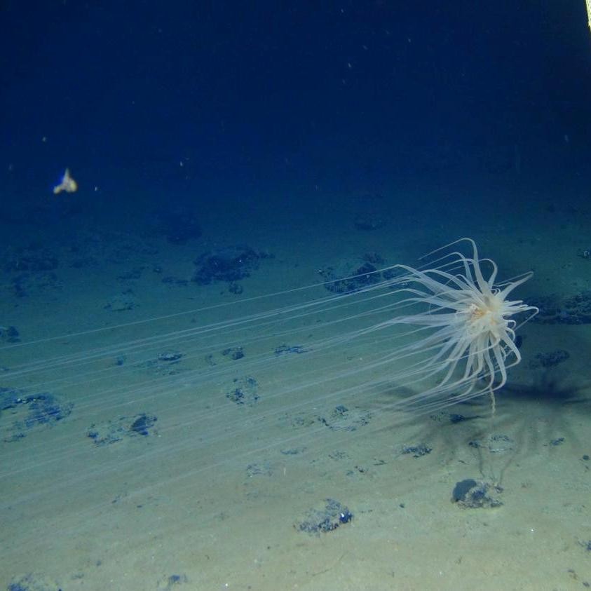 ما هي السهول القاعية المنبسطة