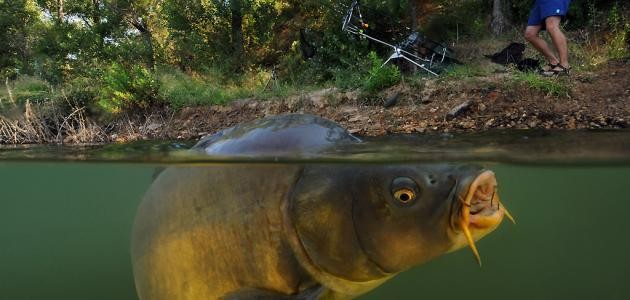 سمكة الشبوط