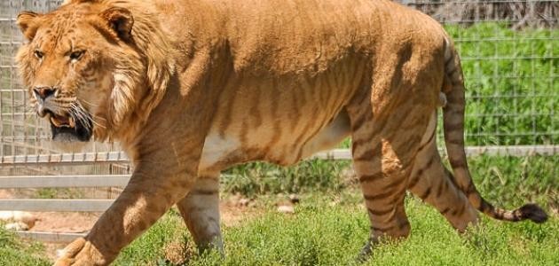 أشرس حيوانات العالم