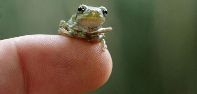 ما اسم صغير الضفدع