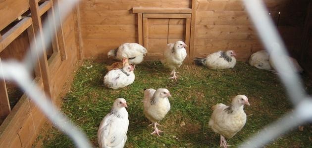 ما اسم بيت الدجاج