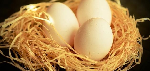 فوائد أكل بيض الحمام فوائد أكل بيض الحمام