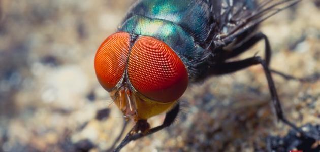 كم عدد عيون الذبابة كم عدد عيون الذبابة