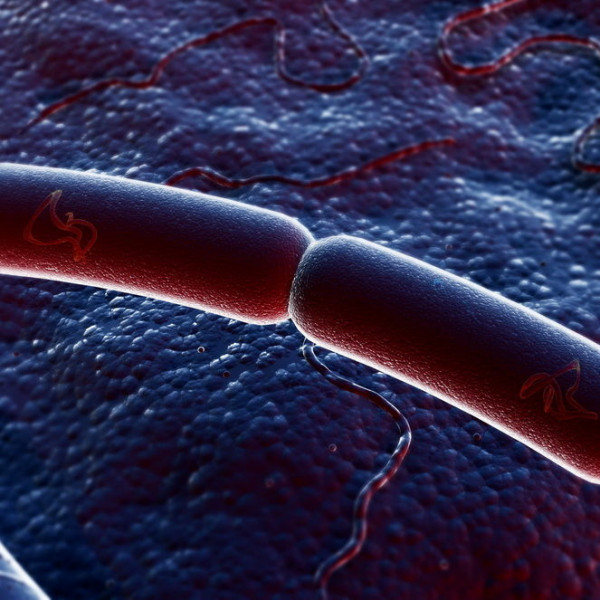 كيف يحدث التكاثر اللاجنسي