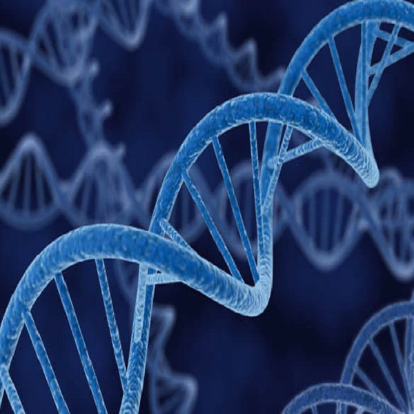 الفرق بين DNA و RNA (الحمض النووي الريبوزي منقوص الاوكسجين والحمض النووي الريبوزي)