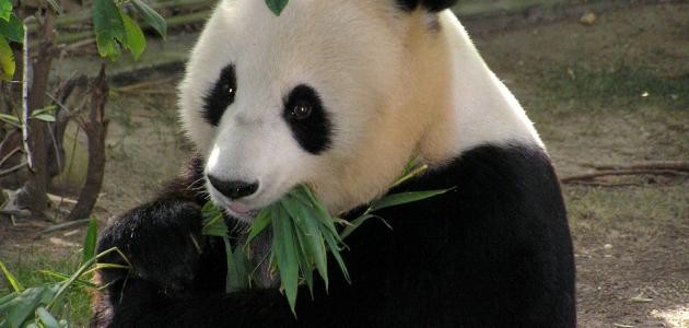 هل تعلم عن الحيوانات