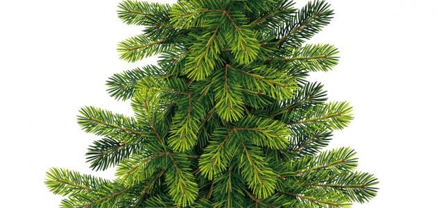 موضوع عن أسبوع الشجرة