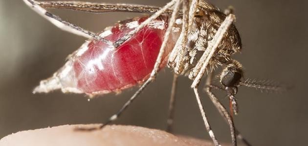 مكونات جسم البعوضة