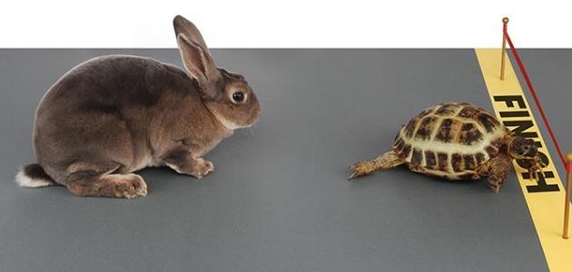 قصة الأرنب والسلحفاة
