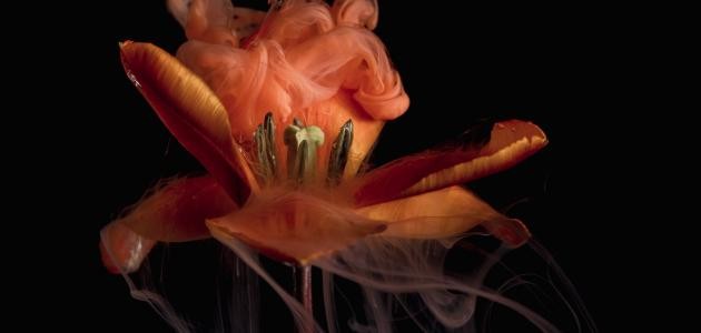 شعر حب خليجي