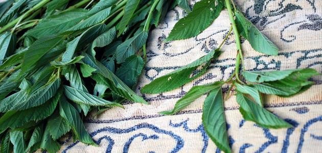 طريقة عمل الملوخية الناشفة طريقة عمل الملوخية الناشفة
