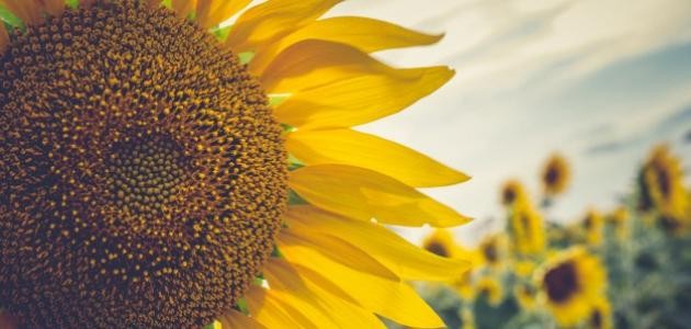 أجمل الاقوال