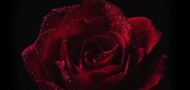 شعر الحب والغرام