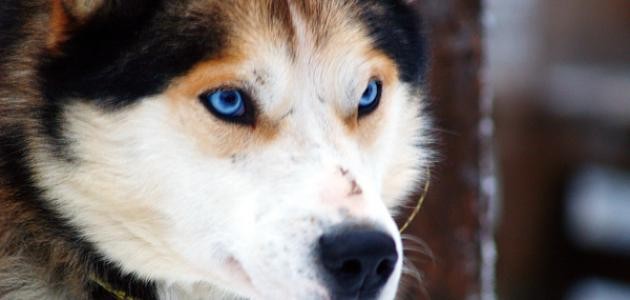 أحسن أنواع الكلاب