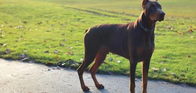 أحسن كلاب العالم