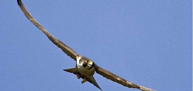 أكبر طائر في العالم