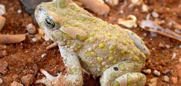 ما هو العلجوم