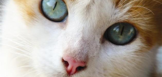 أشهر أنواع القطط في العالم