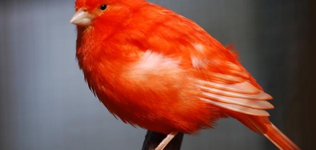 انواع الكناري