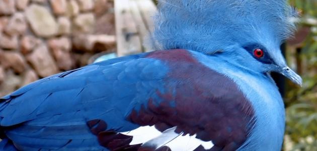 أجمل حمامة في العالم