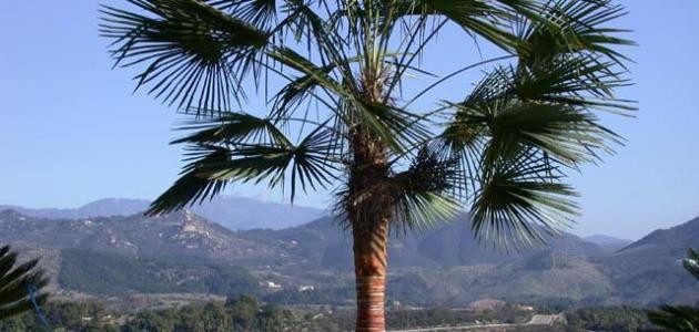 أنواع النخيل