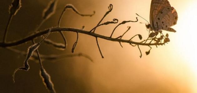 أكبر موقع صور